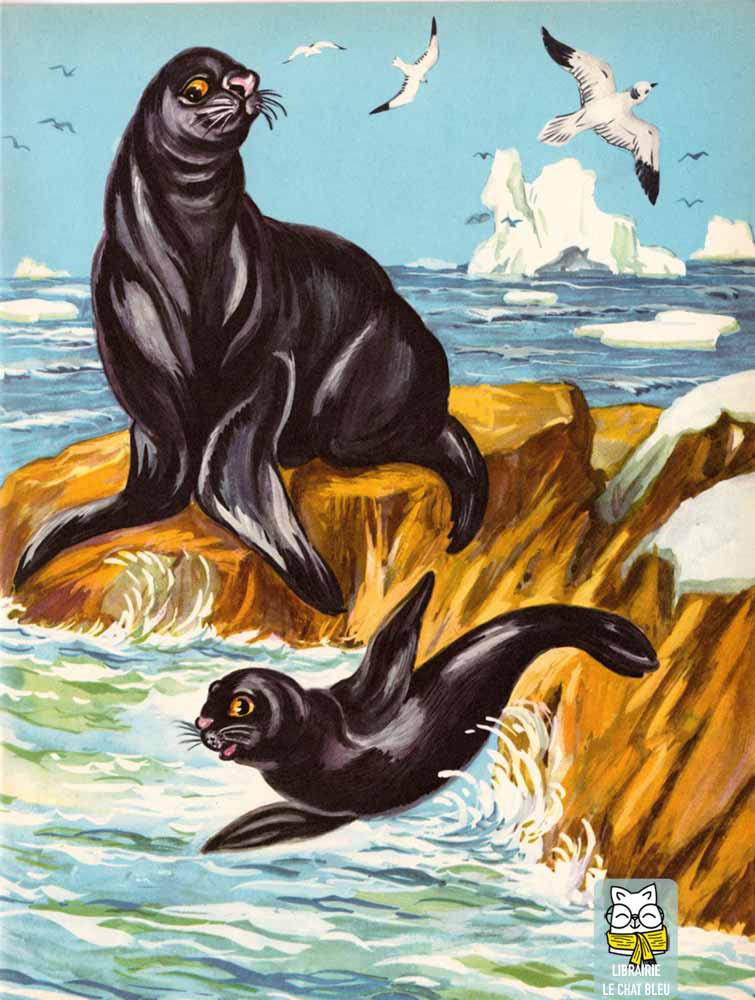 Un pingouin timide